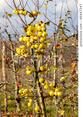 orchard with apples, Southern Moravie, Czech orchard with apples, Southern Moravie, Czech 66847347