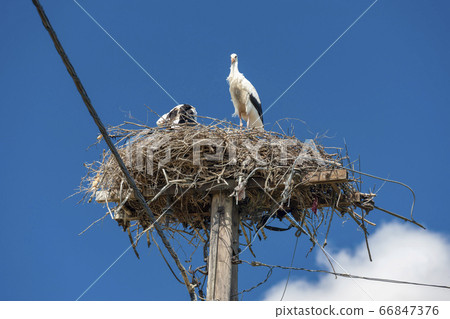 Storks near village Hortobagy, NP Hortobagy, Storks near village Hortobagy, NP Hortobagy, 66847376