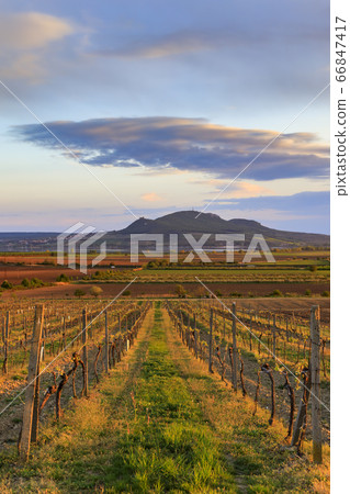 Vineyard Sonberk and Palava hills, Southern Vineyard Sonberk and Palava hills, Southern 66847417