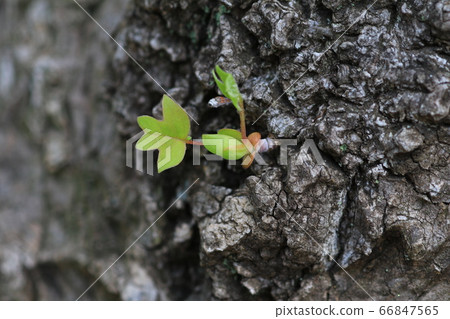 從樹皮上發芽 66847565