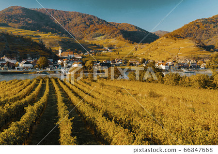 autumn vineyard and Spitz in Wachau region, 66847668