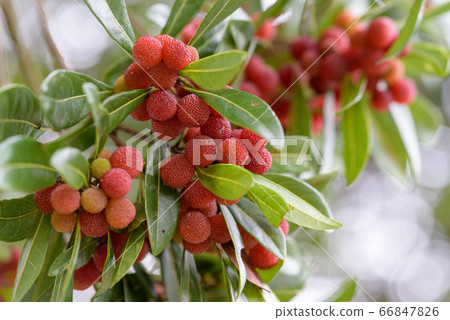 Ripe bayberry fruit on the tree 66847826