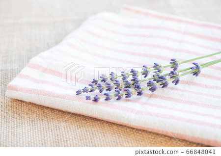 布和薰衣草花 布和薰衣草花 66848041