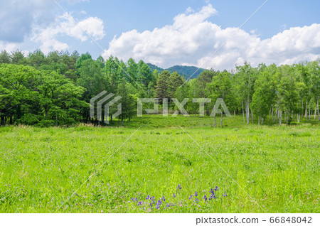 凱伊達高原(Kaida Kogen)初夏 凱伊達高原(Kaida Kogen)初夏 66848042