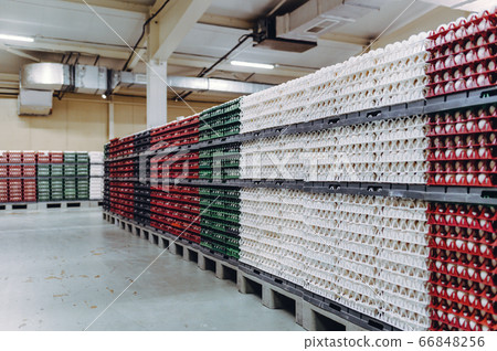 egg factory industry poultry conveyor production 66848256