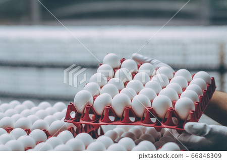 egg factory industry poultry conveyor production 66848309