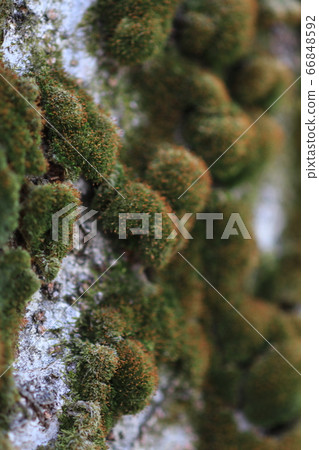 Moss on the bark 66848592