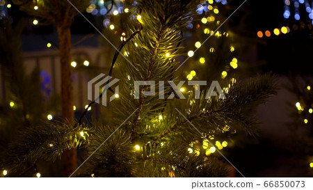 Small Christmas trees decorated with yellow luminous garlands near the ice rink at the Christmas market with blur Small Christmas trees decorated with yellow luminous garlands near the ice rink at the Christmas market with blur 66850073