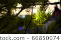 Green Christmas tree branches decorated yellow luminous garlands on background of ice rink at Christmas market blurry 66850074