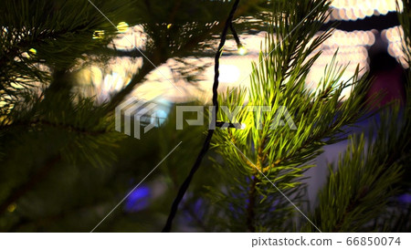 Green Christmas tree branches decorated yellow luminous garlands on background of ice rink at Christmas market blurry Green Christmas tree branches decorated yellow luminous garlands on background of ice rink at Christmas market blurry 66850074