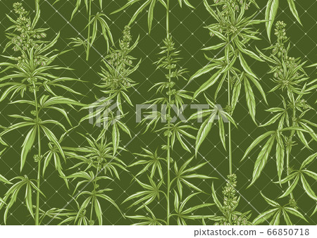 Hemp, Cannabis seamless pattern, background. 66850718