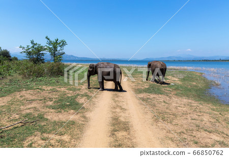 Close up of elephants in a Udawalawe National Park of Sri Lanka 66850762