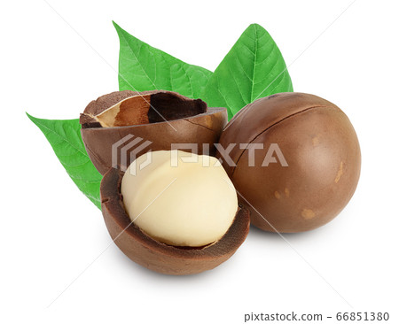 macadamia nuts isolated on white background with clipping path and full depth of field macadamia nuts isolated on white background with clipping path and full depth of field 66851380