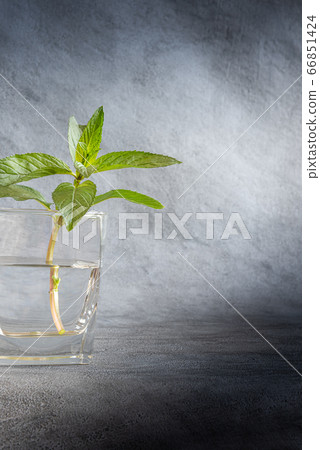Fresh mint stem in transparent glass on gray 66851424
