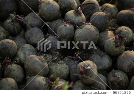 Black beetroots in the grocery harvest 66851836