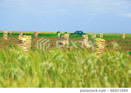 Potato cases in the middle of green farmland 66851984