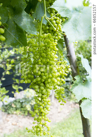 bunch of sultanas hanging from the still sour branch 66852157