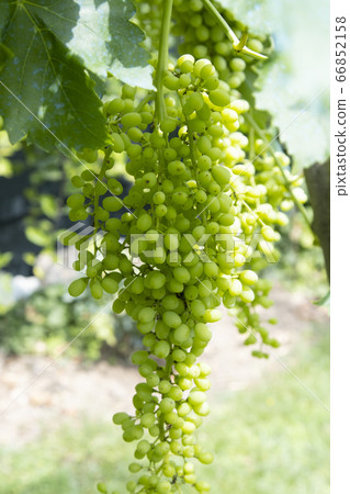 bunch of sultanas hanging from the still sour branch 66852158