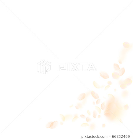 Yellow orange flower petals falling down. Gorgeous 66852469