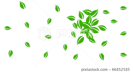 Falling green leaves. Fresh tea neat leaves flying 66852585