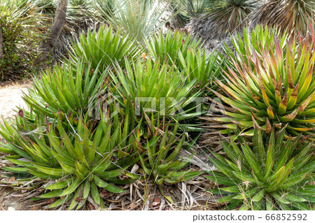 Thread Agave, Agave filifera,, also commonly known as Thread-leaf Agave or Hairy Agave 66852592