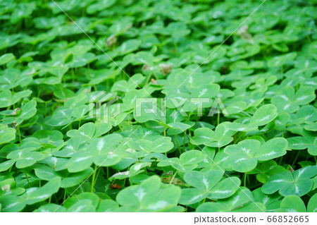 Looking for a Clover of Happiness 66852665