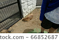 Capybara nap ② 66852687