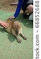 Capybara nap ③ 66852688