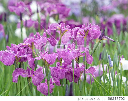 Hana shawab 66852702