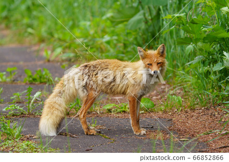 Kita fox Kita fox 66852866