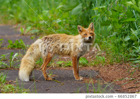 Kita fox Kita fox 66852867
