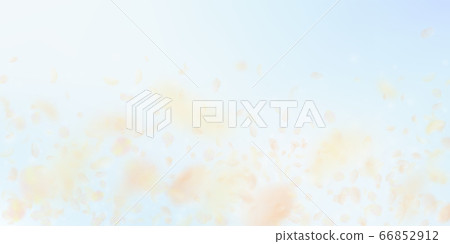 Yellow orange flower petals falling down. Exceptio Yellow orange flower petals falling down. Exceptio 66852912