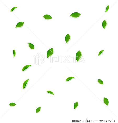 Falling green leaves. Fresh tea random leaves flyi 66852913
