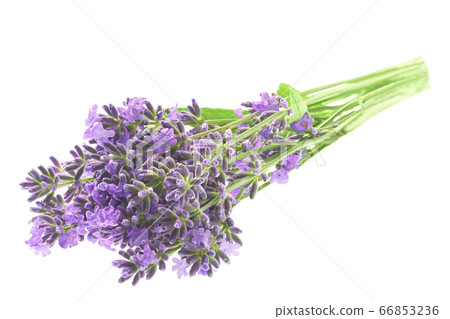 Lavender flowers bundle isolated on white 66853236