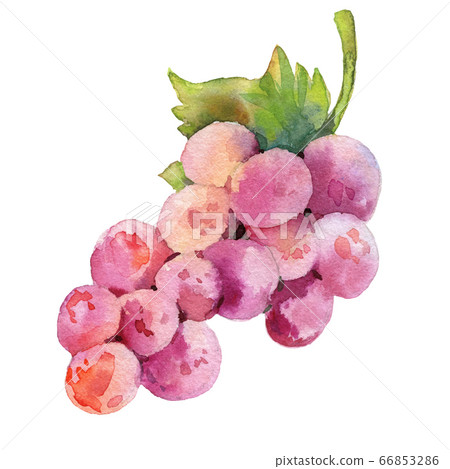 Watercolour vector bunch of grapes illustration. Hand drawn bunch of grapes. Bright and fresh illustration. Watercolor botanical painting. Watercolour vector bunch of grapes illustration. Hand drawn bunch of grapes. Bright and fresh illustration. Watercolor botanical painting. 66853286