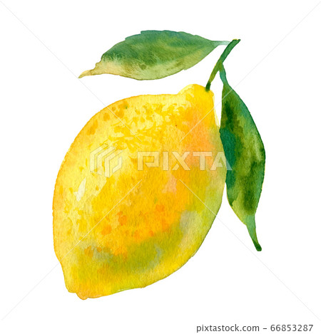 Watercolour vector lemon illustration. Hand drawn sweet pear. Bright and fresh illustration. Watercolor botanical painting. Watercolour vector lemon illustration. Hand drawn sweet pear. Bright and fresh illustration. Watercolor botanical painting. 66853287