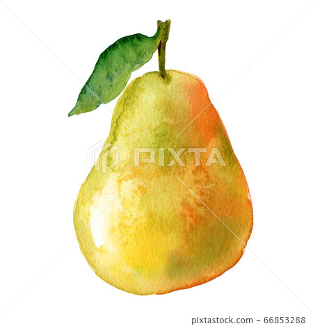 Watercolour pear illustration. Hand drawn sweet pear. Fresh yellow fruit. Bright and fresh illustration. Watercolor botanical painting. Watercolour pear illustration. Hand drawn sweet pear. Fresh yellow fruit. Bright and fresh illustration. Watercolor botanical painting. 66853288