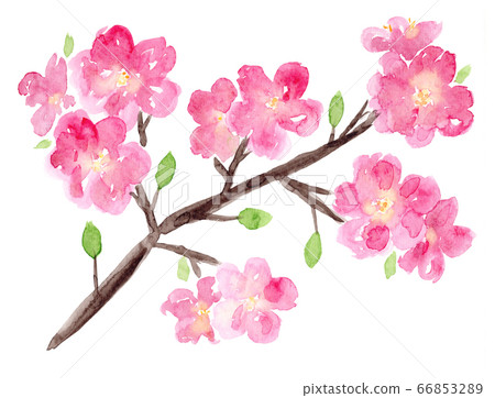Bright pink watercolor sakura branch with flowers Bright pink watercolor sakura branch with flowers 66853289