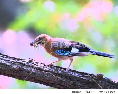 喜Mag飼養活動 66853496