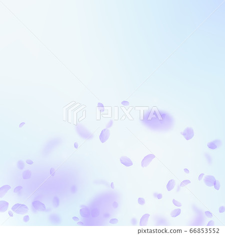 Violet flower petals falling down. Fascinating rom Violet flower petals falling down. Fascinating rom 66853552