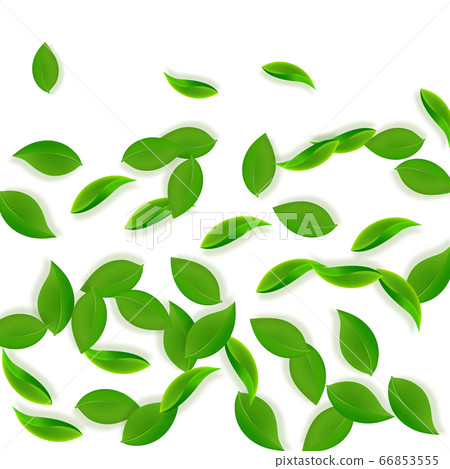 Falling green leaves. Fresh tea neat leaves flying Falling green leaves. Fresh tea neat leaves flying 66853555