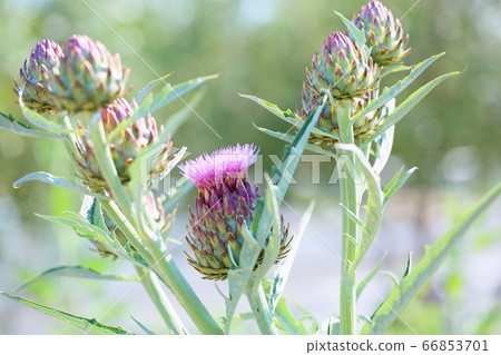 Artichoke flowers 66853701