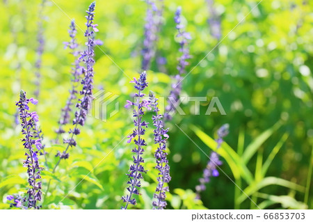 Lavender Sage flowers Lavender Sage flowers 66853703