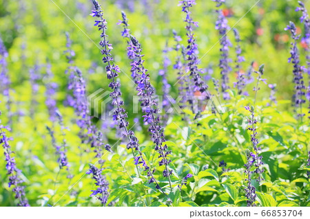 薰衣草鼠尾草花 66853704