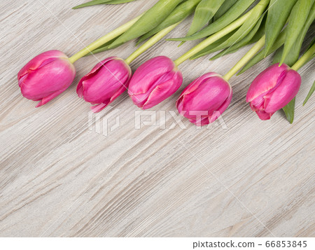 Pink tulips on wooden background. The view from the top. Pink tulips on wooden background. The view from the top. 66853845