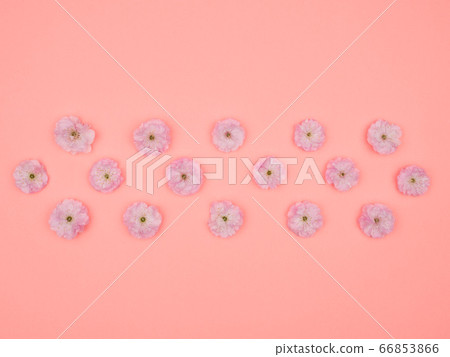 Cherry blossoms on a pink background. The view from the top. Cherry blossoms on a pink background. The view from the top. 66853866