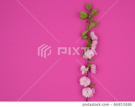 Blossoming branch of almonds decorative on a pink background. 66853886
