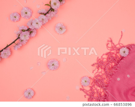 A branch of a flowering almond women's tippet on a pink background. 66853896