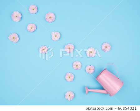 Delicate pink flowers and watering can on blue background. 66854021