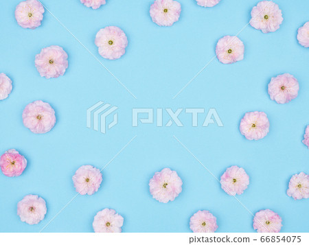 Spring flowers. Almonds on a blue background. 66854075
